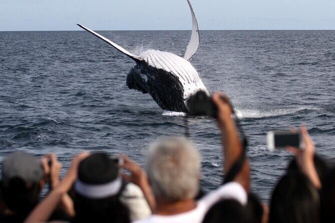 Whale Watching Tour with Spirit of Gold Coast - Who Should Book This Tour?