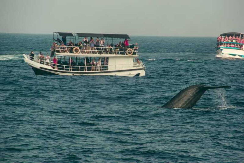 Whale Watching Tour with Transfers - FAQ