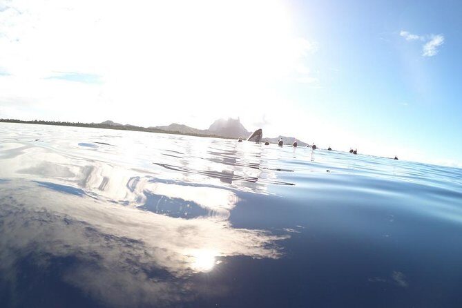 Whale Watching Tours in Bora Bora - An Introduction to the Experience