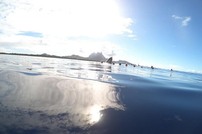Whale Watching Tours in Bora Bora - Final Thoughts