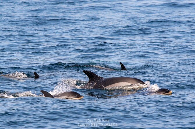 Whale Watching Trips to Stellwagen Bank Marine Sanctuary. Guaranteed Sightings! - Cancellation Policy