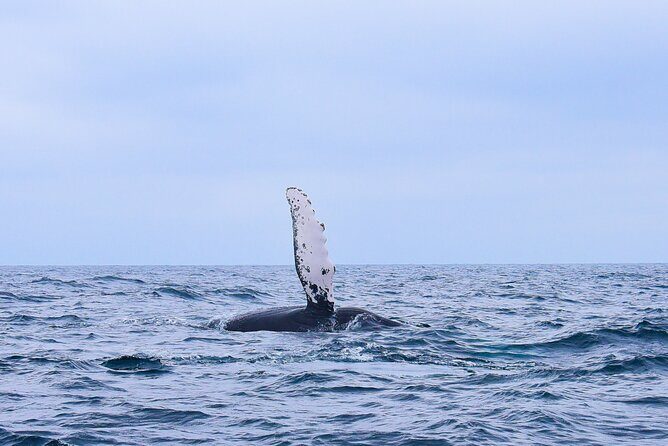 Whale Watching Warranty in San José del Cabo Snacks and drinks - Who Should Consider This Tour?