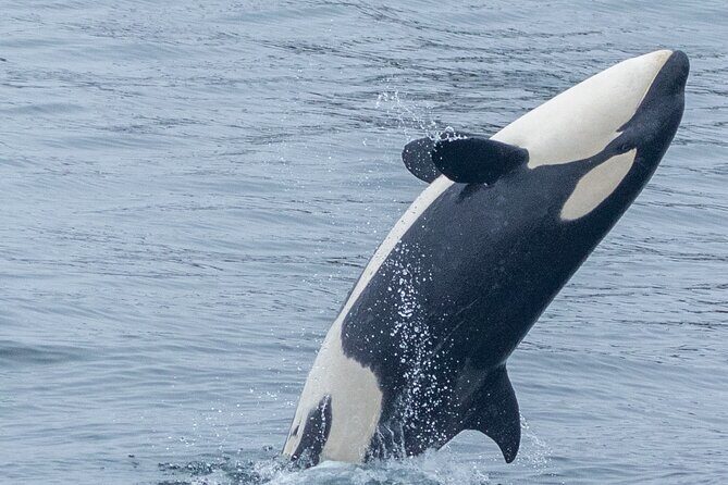 Whale Watching Winter - Wildlife Encounters You Might Expect