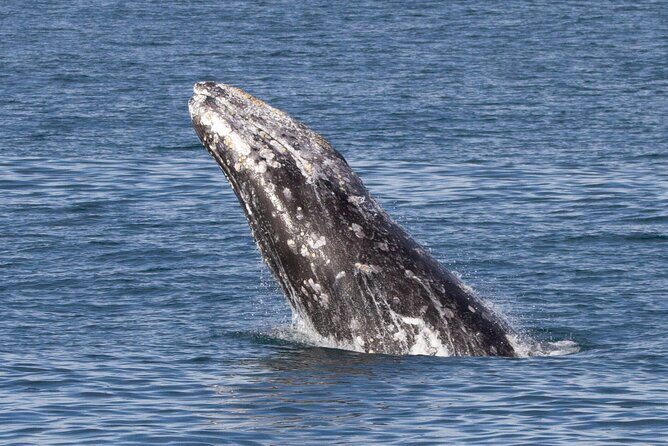 Whale Watching Winter - Practical Tips for Booking and Enjoying Your Trip