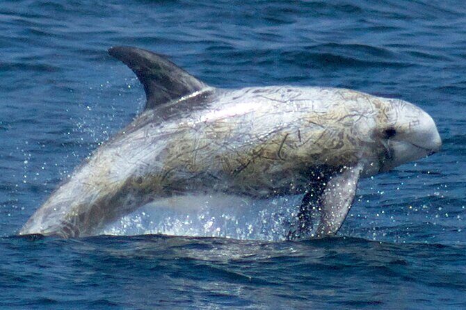 Whale Watching Winter - The Bottom Line
