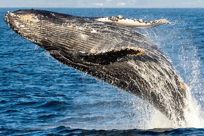 Whale Watching Winter - FAQ