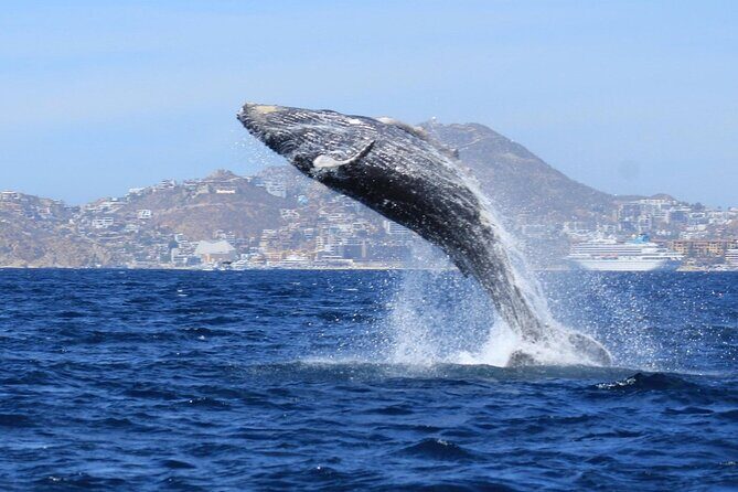 Whale Watching with Arch Tour Included (Beach Time Optional) - Key Points