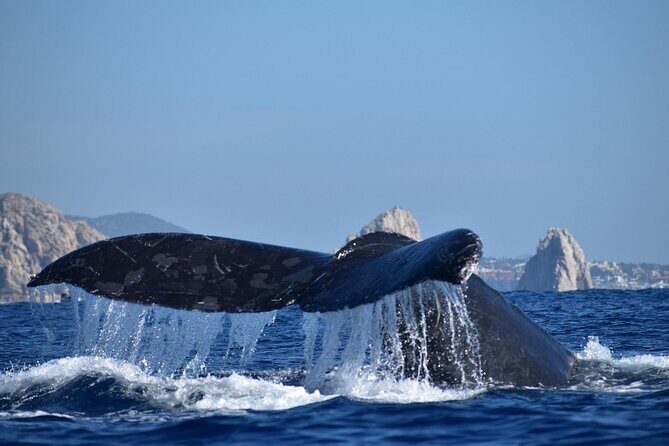Whale Watching with Arch Tour Included (Beach Time Optional) - Why This Tour Works Well