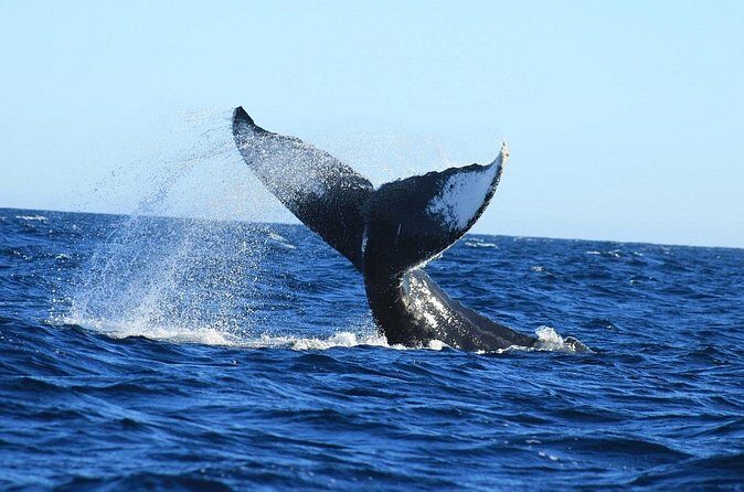 Whale Watching with Arch Tour Included (Beach Time Optional) - FAQ