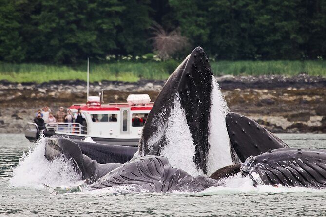 Whales and Wilderness Exploration - An Introduction to the Experience