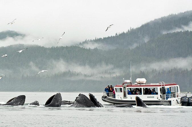 Whales and Wilderness Exploration - What Travelers Say and Why It Matters
