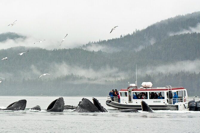 Whales and Wilderness Exploration - Practical Tips for Making the Most of Your Tour