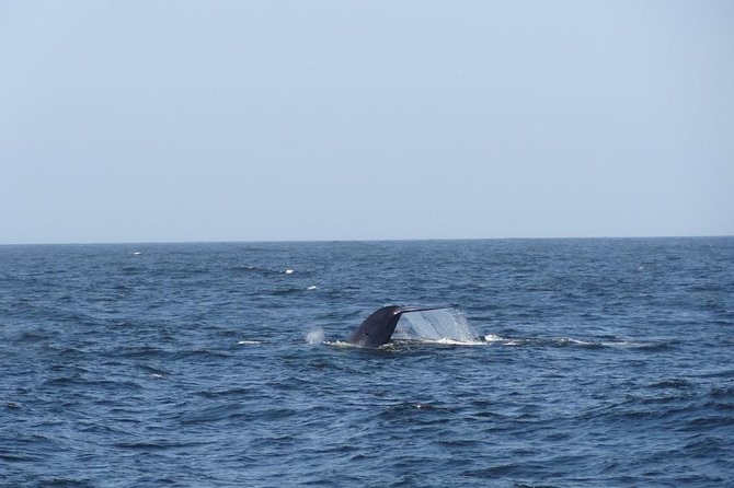 Whales & Dolphins Watching Day Tour in Mirissa From Bentota & Its Surrounding - Pricing and Cancellation Policy