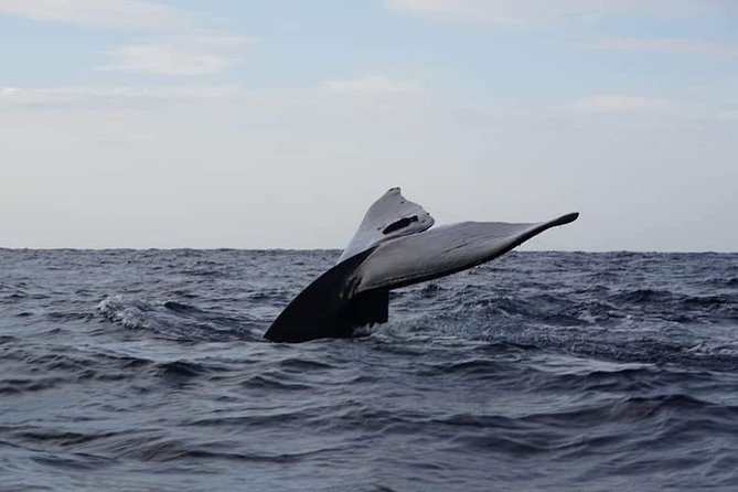 Whales & Dolphins Watching Trincomalee - Good To Know
