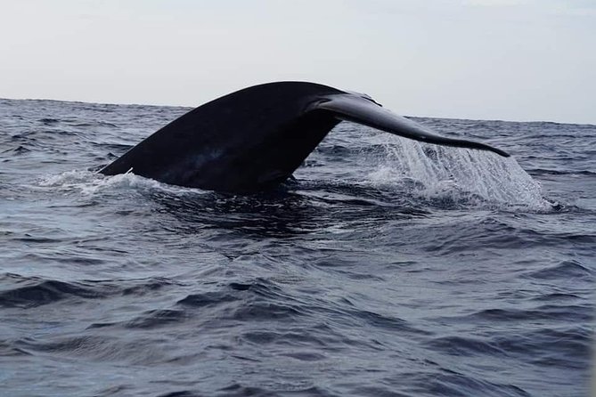Whales & Dolphins Watching Trincomalee - What to Expect on Your Tour