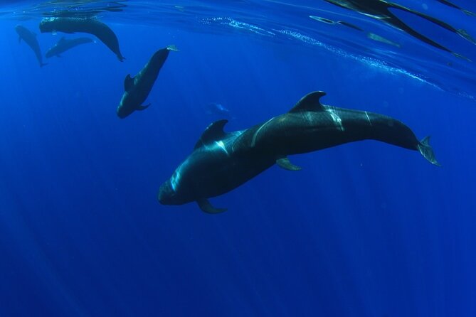 Whales Listening Eco-Catamaran Tour With Food Tasting - Important Booking Information