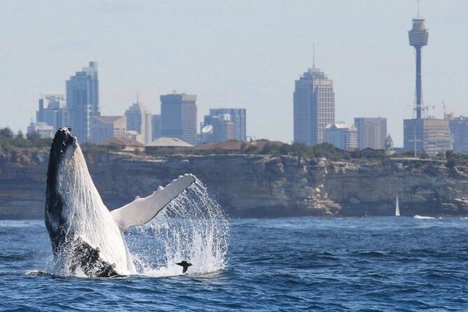 Whales of Sydney Sea Safari - An In-Depth Look at the Sydney Sea Safari Experience