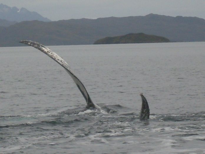 Whales, Penguins & Glaciers Navigation From Punta Arenas - Wildlife Encounters