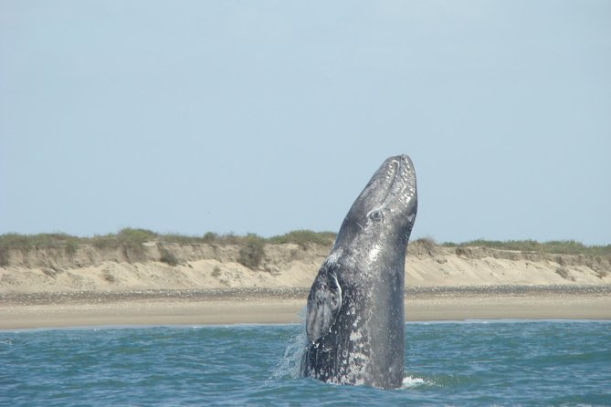 Whales Tour From La Paz - Customer Feedback