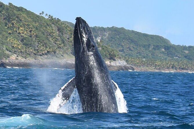 Whales Watching Half Day Experience - Key Points