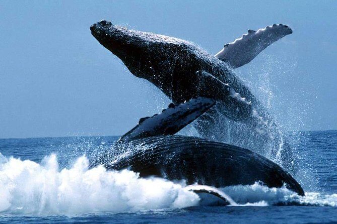 Whales Watching Half Day Experience - The Itinerary in Detail