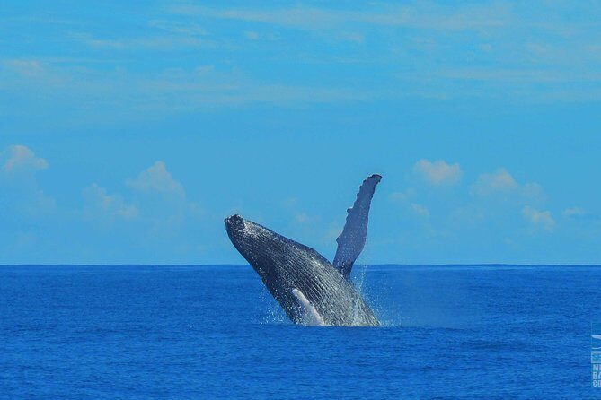 Whales Watching Half Day Experience - Is It Worth the Price?