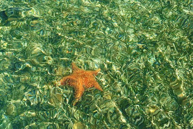 Whales Watching Half Day Experience - Final Thoughts