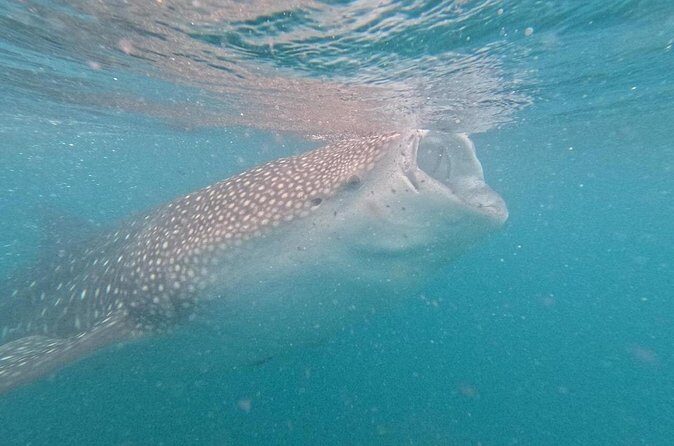 whaleshark, snorkeling with a giant sea - The Experience: Authentic, Safe, and Educational