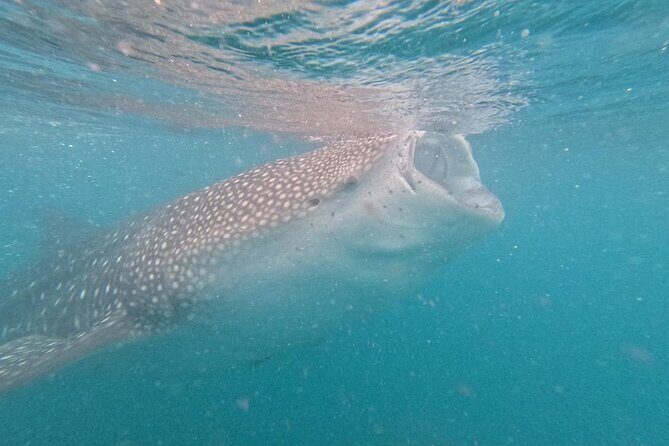 whaleshark, snorkeling with a giant sea - Weather and Seasonality Considerations
