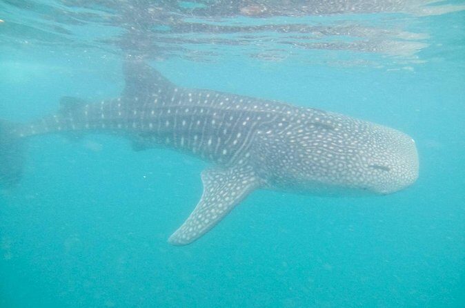whaleshark, snorkeling with a giant sea - Pricing and Value