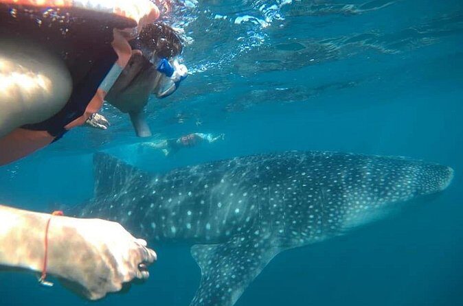 whaleshark, snorkeling with a giant sea - Who Will Enjoy This Tour?