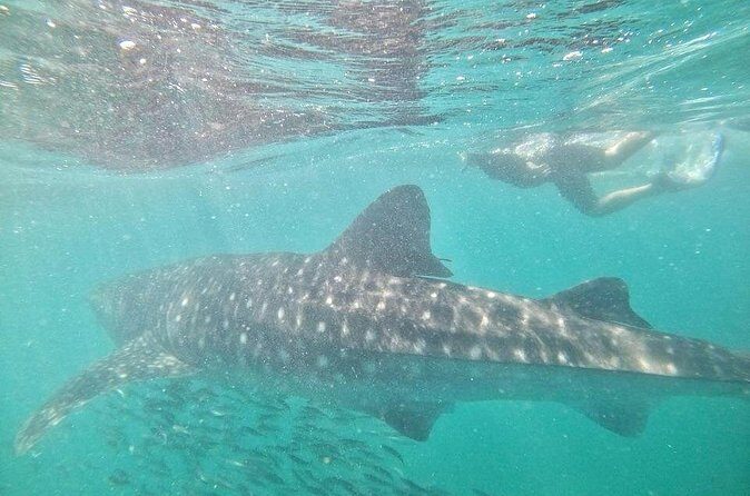 whaleshark, snorkeling with a giant sea - Final Thoughts