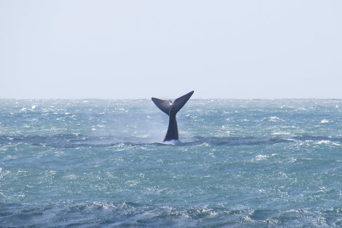 Whaling Search - Whale Watching by Land - Pickup and Meeting Details