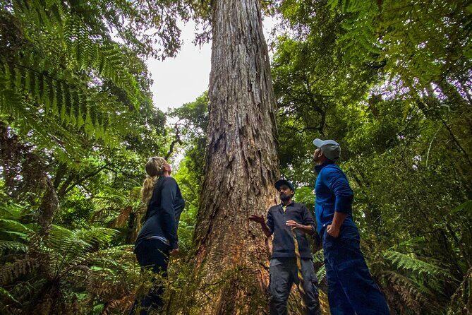 Whirinaki Forest Footsteps: Mori Guided Tour, Picnic & Transfer - The Sum Up