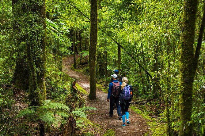 Whirinaki Forest Footsteps: Mori Guided Tour, Picnic & Transfer - FAQ