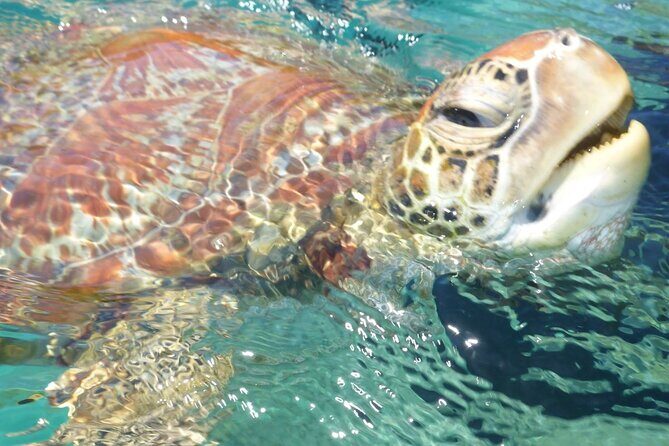 Whisper Cruises - One-Hour Turtle Spotting Bay Cruise - Key Points