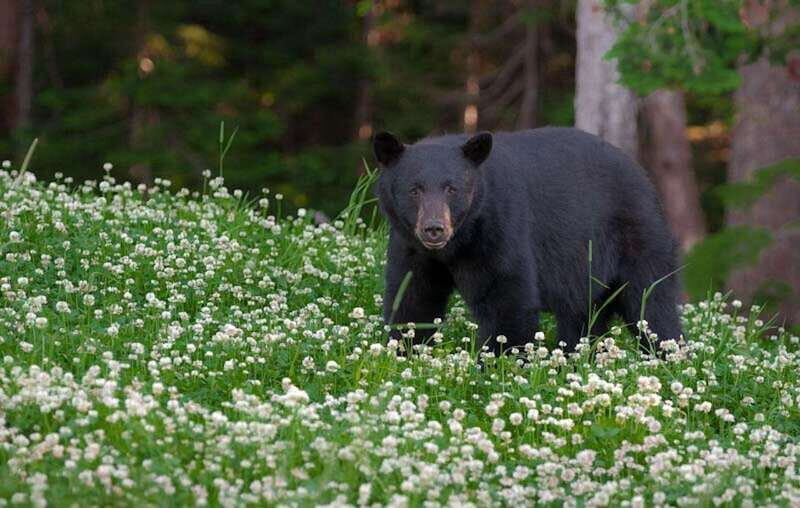 Whistler: Afternoon Bears Spotting Tour in Land Rover - Frequently Asked Questions