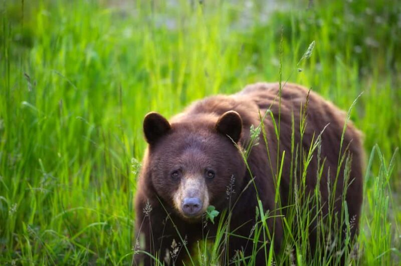 Whistler: Afternoon/Evening Bear Viewing Scenic Tour - The Sum Up
