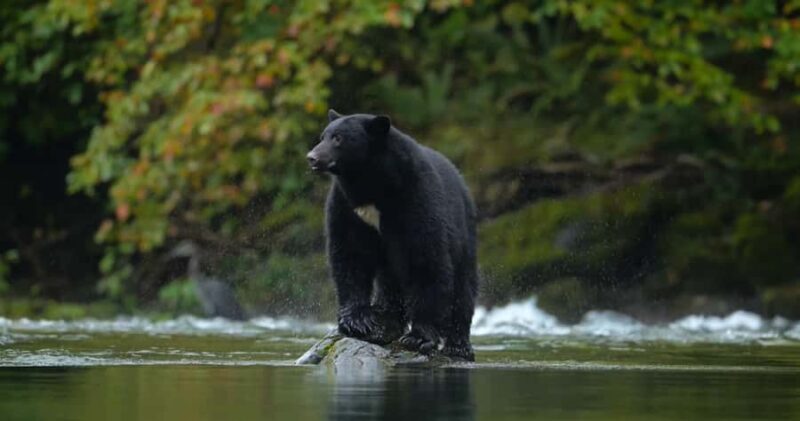 Whistler: Afternoon/Evening Bear Viewing Scenic Tour - FAQ