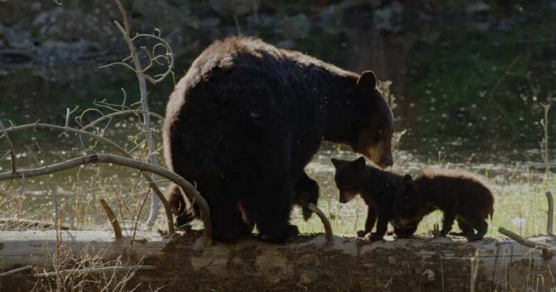 Whistler: Morning with the Bears Land Rover Scenic Excursion - Who Should Consider This Tour?