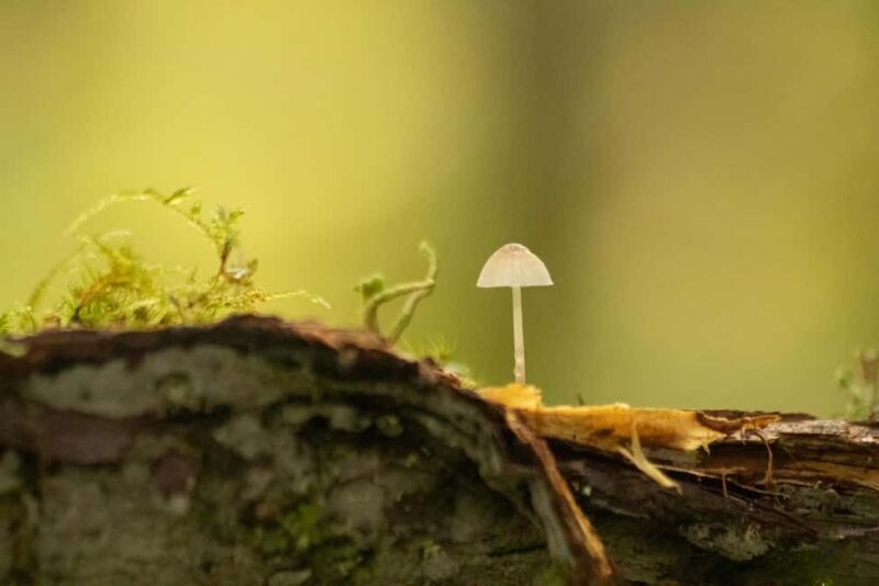 Whistler: Tour, Immersive Nature Experience - The Itinerary and What to Expect