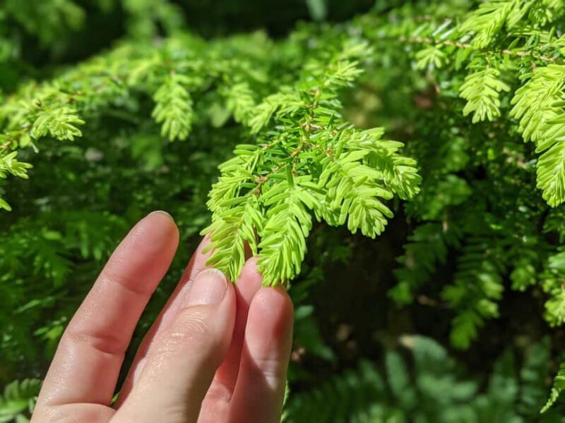 Whistler: Tour, Immersive Nature Experience - Authentic Reviews: What Participants Say