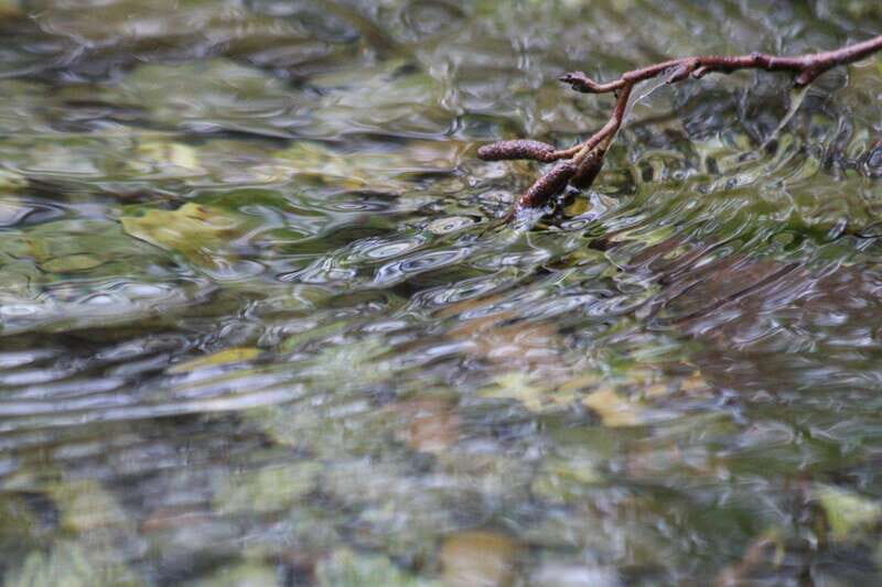 Whistler: Tour, Immersive Nature Experience - The Sum Up: Who Will Love This Experience?