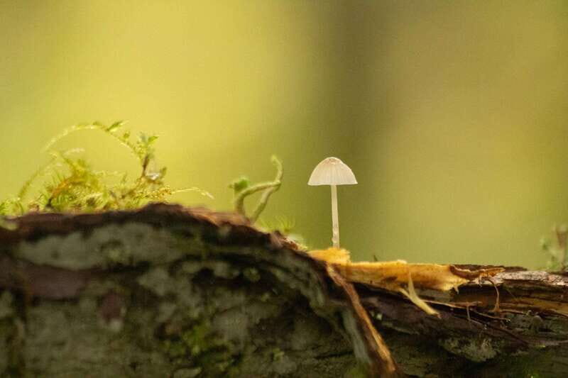 Whistler: Tour, Sensory Nature Experience for Families - Key Points