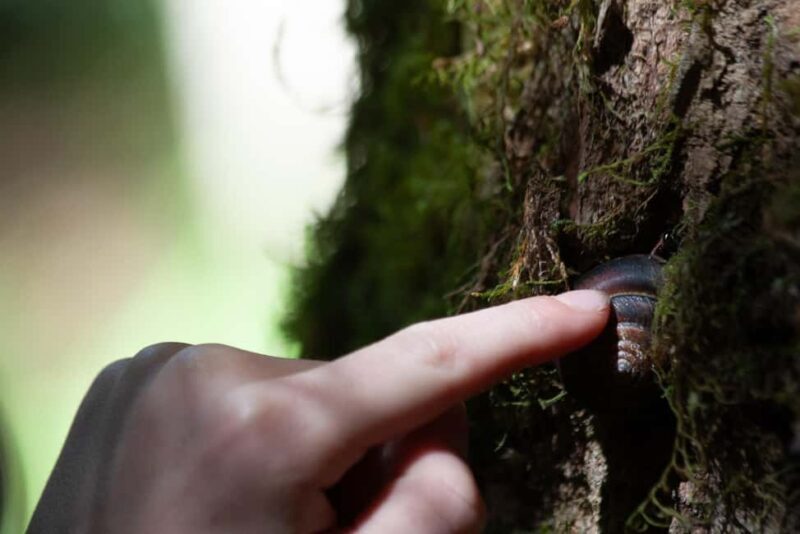 Whistler: Tour, Sensory Nature Experience for Families - A Walk in the Whistler Forest: What to Expect