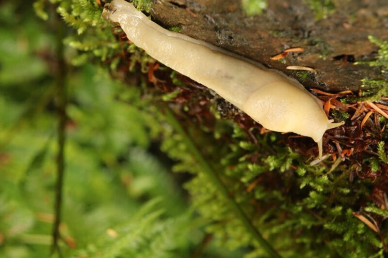 Whistler: Tour, Sensory Nature Experience for Families - Final Thoughts: Why Choose This Experience?
