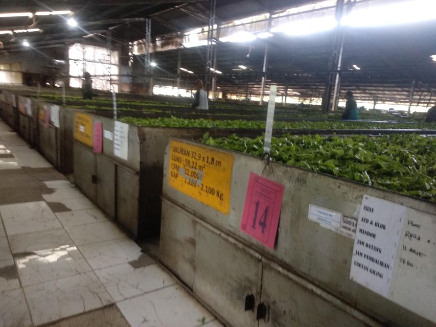 White Crater Tea Plantation Tour Guide Bandung - Included in the Tour