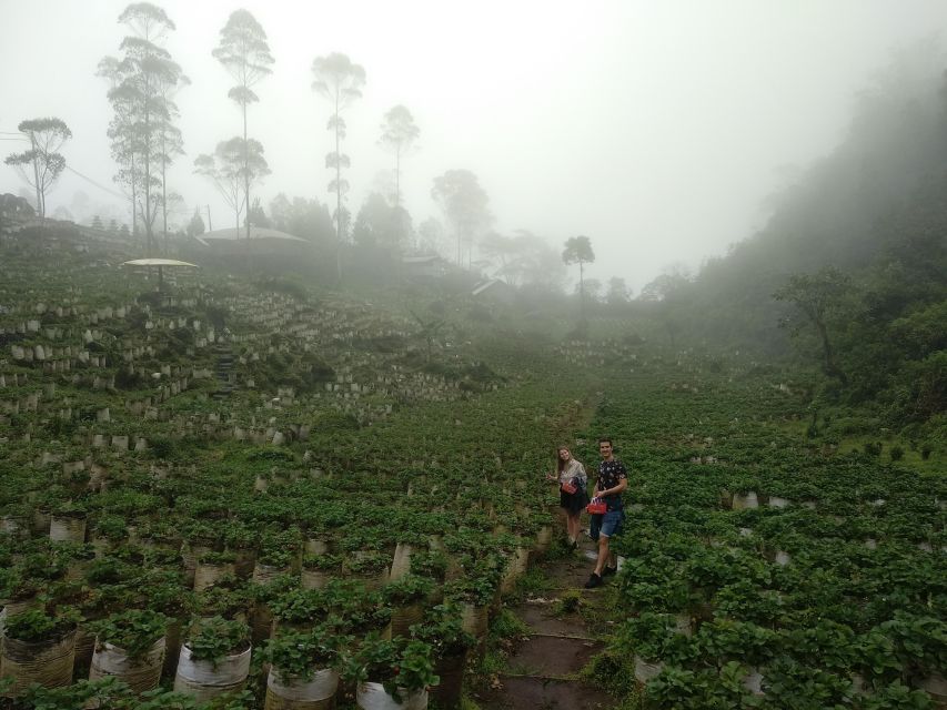White Crater Tea Plantation Tour Guide Bandung - Duration and Type