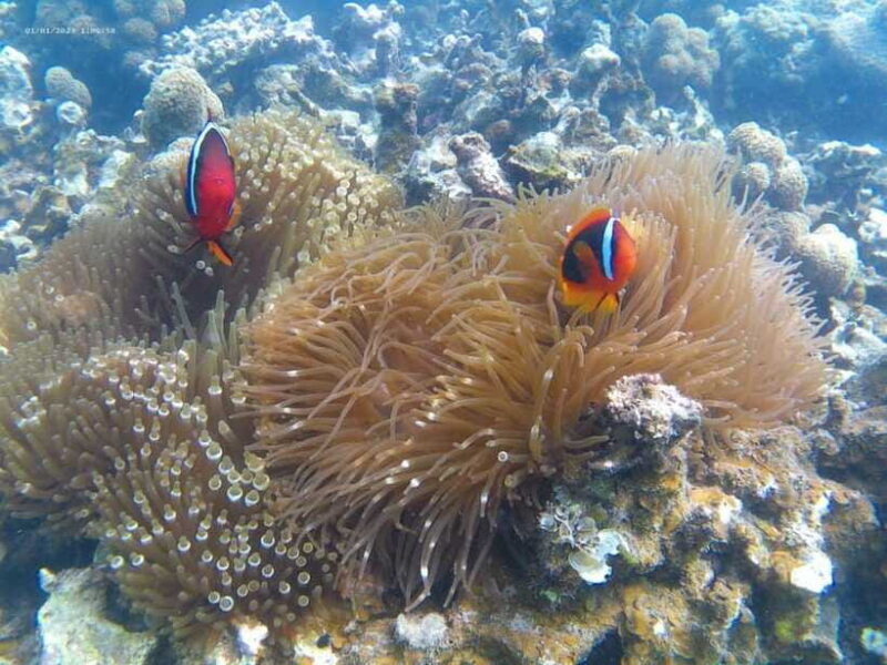 White Sand Island - Snorkeling and Kayaking - FAQ
