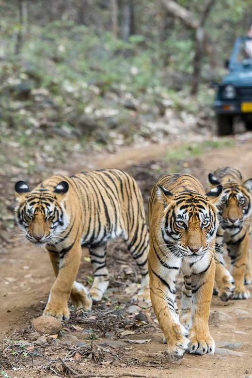 White Tiger National Park Tour in Madhya Pradesh - Itinerary Highlights